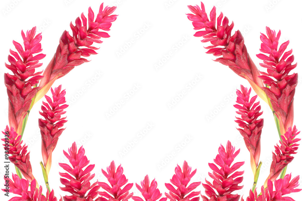 beautiful tropical red ginger flower on isolate white background beautiful tropical red ginger flower on isolate white background