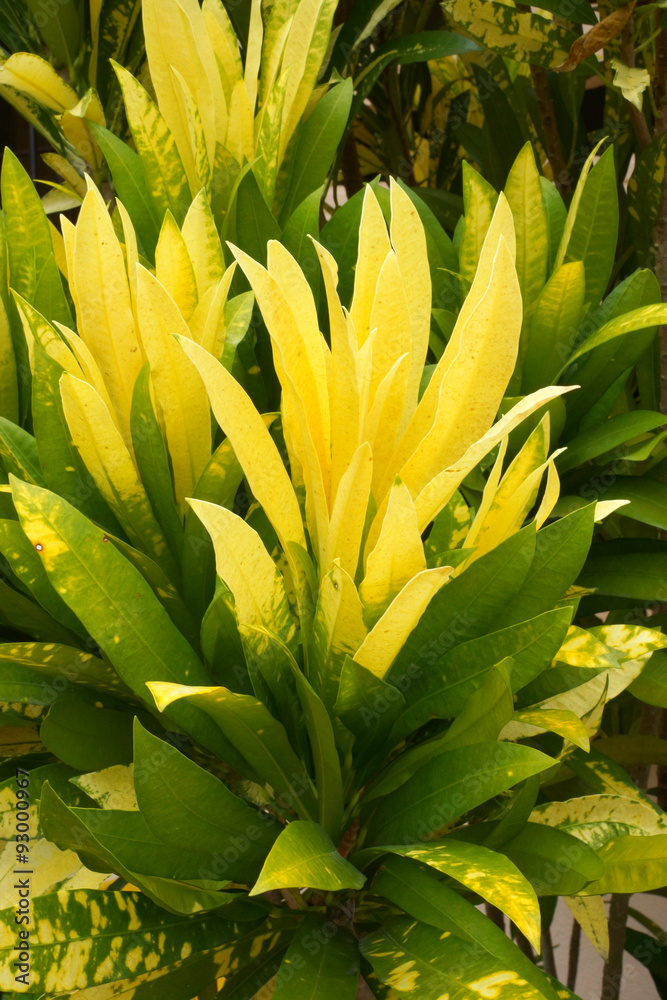 Obraz premium Codiaeum variegatum (