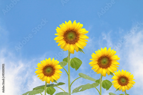 sunflower on blur cloud on blue sky background