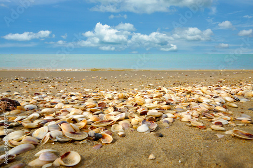 Empty shells on the beach.