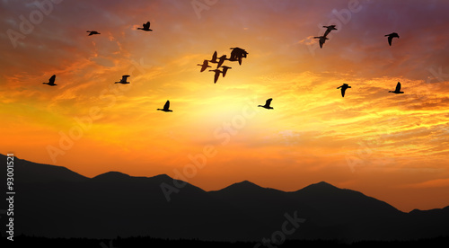 Birds Flying at Sunset
