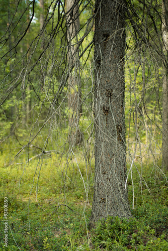 forest trees. nature green wood