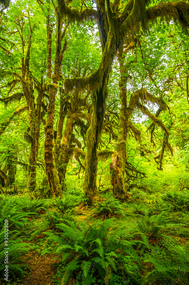 Fototapeta premium Hoh rain forest in Olympic national park, Washington