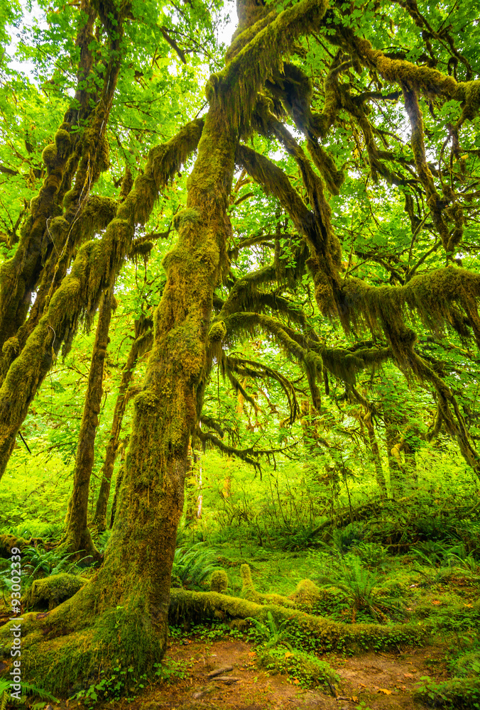 Hoh rain forest in Olympic national park, Washington Hoh rain forest in Olympic national park, Washington