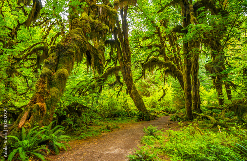 Tablou pe pânză Hoh rain forest in Olympic national park, Washington