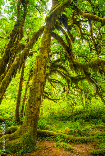 Fototapeta Naklejka Na Ścianę i Meble -  Hoh rain forest in Olympic national park, Washington