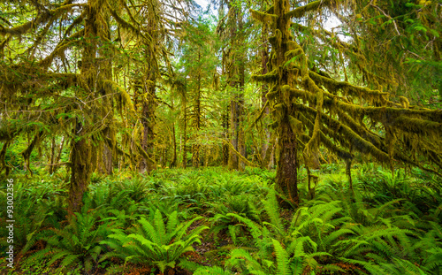 Hoh rain forest in Olympic national park  Washington