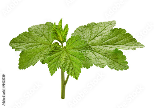 Konstfotografi Currant leaf