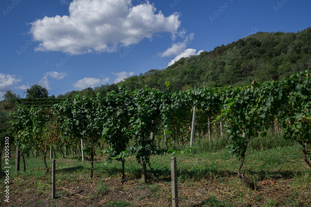 Vineyard