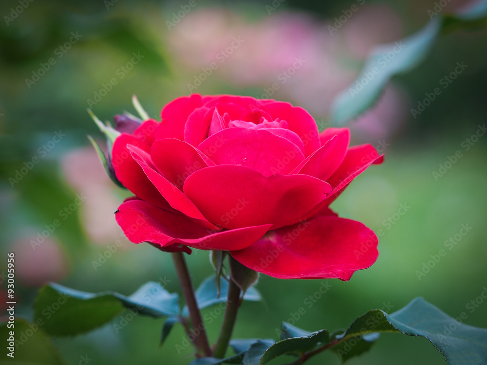 Красная роза. Розарий