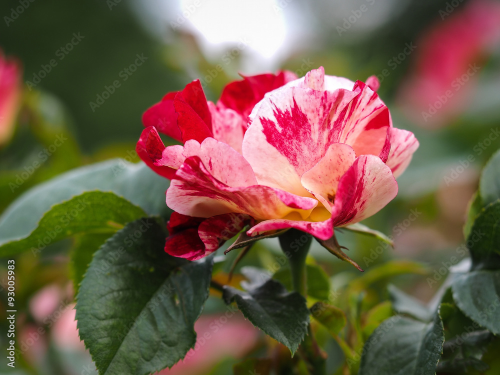 Большая разноцветная роза. Красная с белым. Пестрый цветок. Розарий