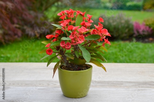 euphorbia milii