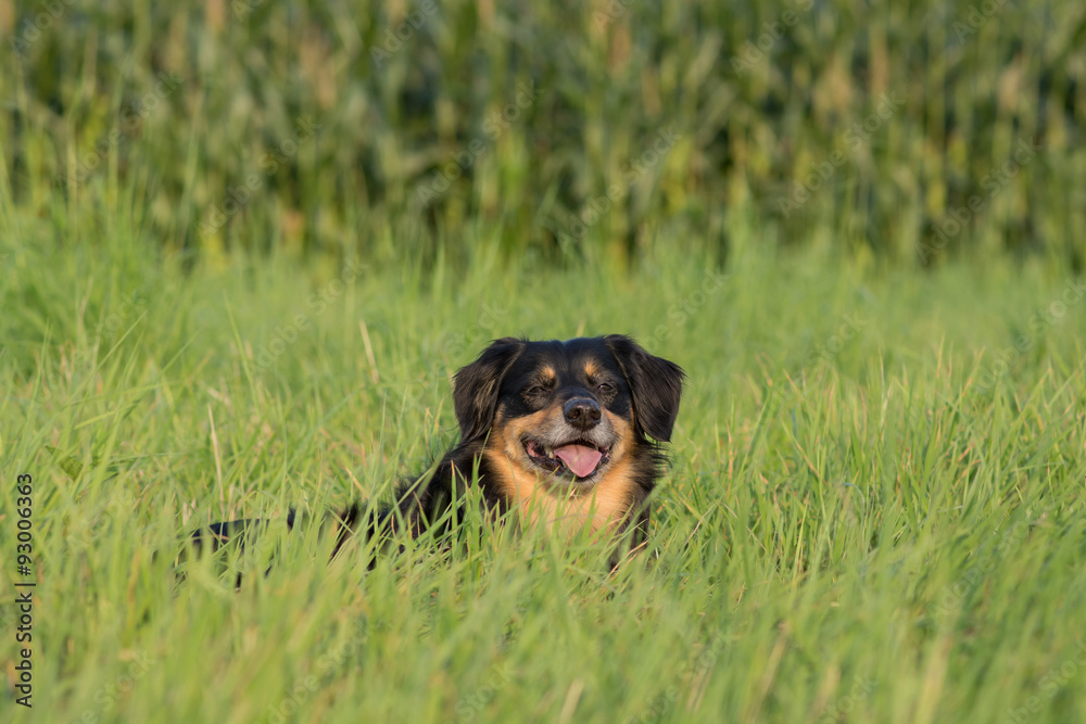 Dog lying in a meadow and looks happy  