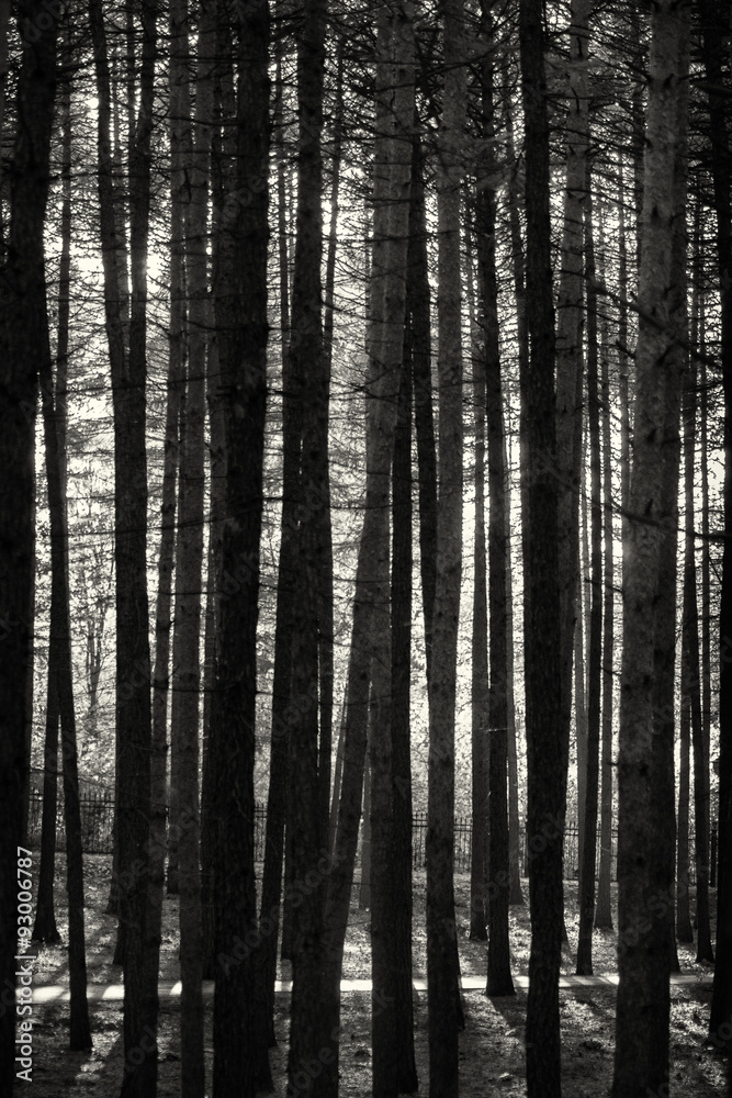 Fototapeta premium Sunlight Filtering Through Tall Pines