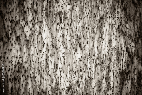 Bark background texture