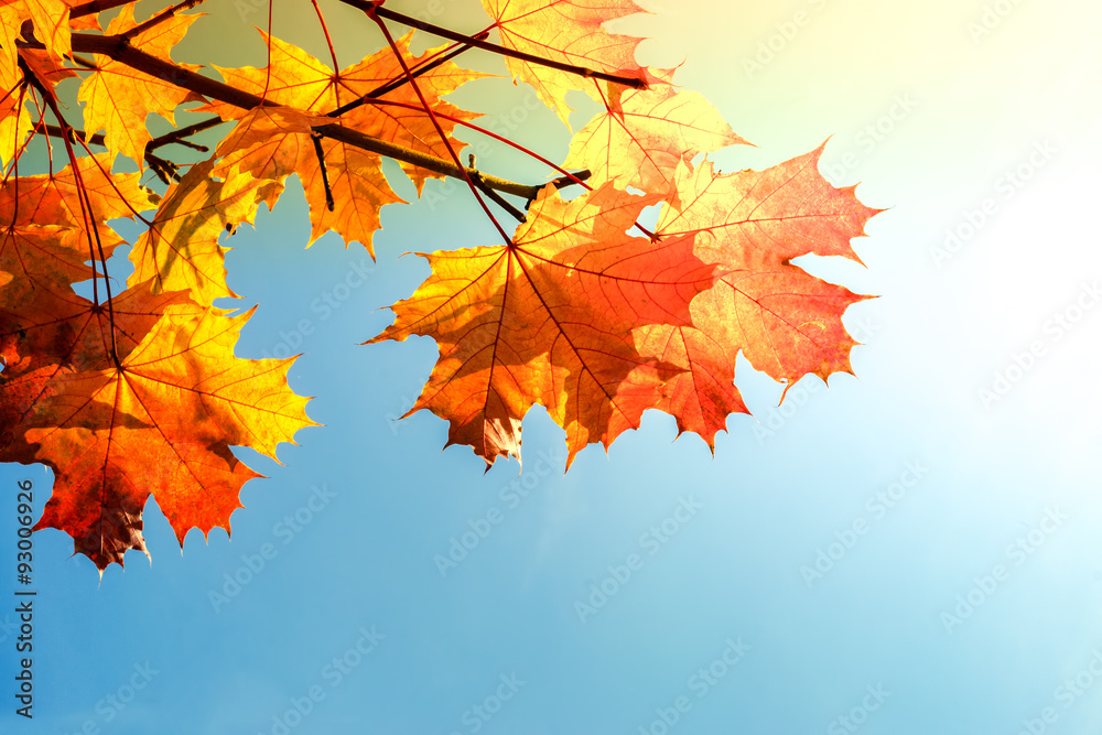 Obraz premium Bright Yellow Autumnal Leaves Background