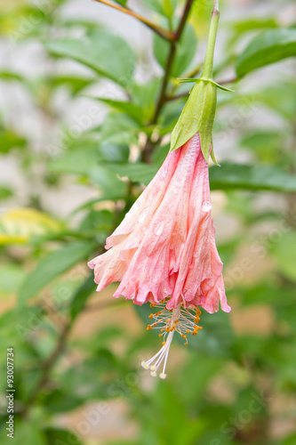 Shoe Flower or Hibiscus or Chinese rose flower with dew