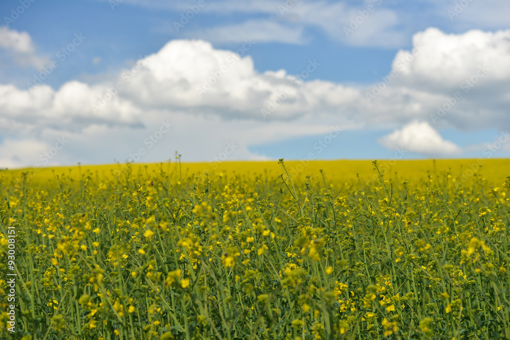 rape field and blue sky with clouds in spring