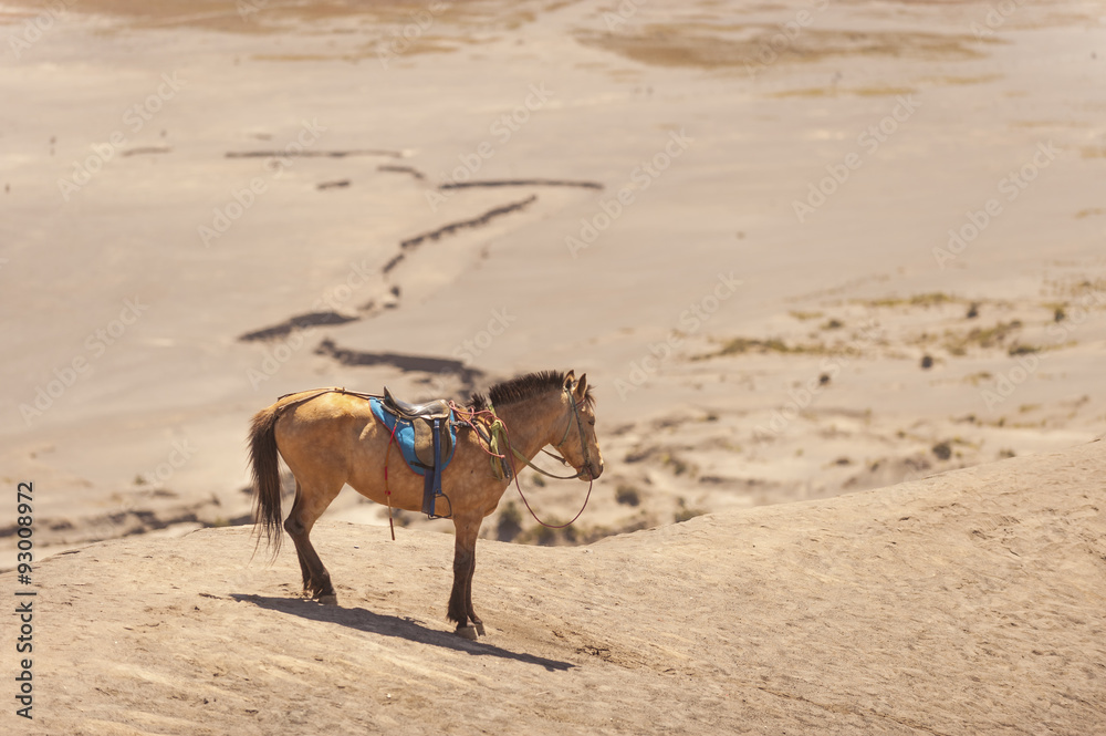 horse horse