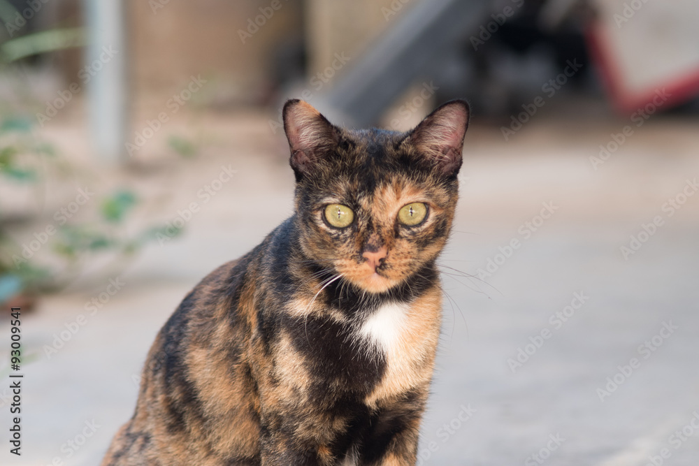 Fototapeta premium Little home cat looking something