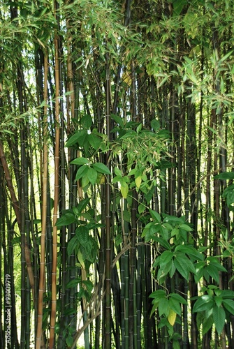 Cañas de bambú