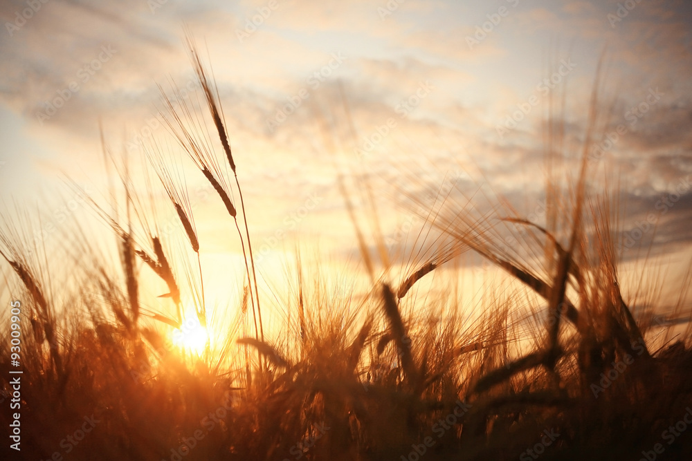 Naklejka premium landscape fantastic sunset on the wheat field sunbeams glare