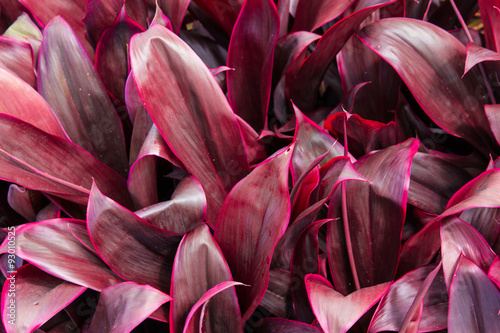Red leaves of cordyline plants ideal background photo