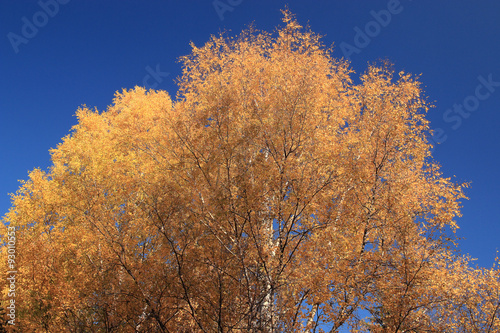 leaf fall in autumn park landscape