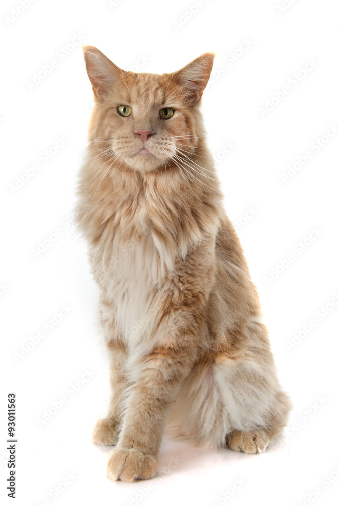 Obraz premium maine coon cat
