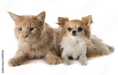 maine coon cat and chihuahua