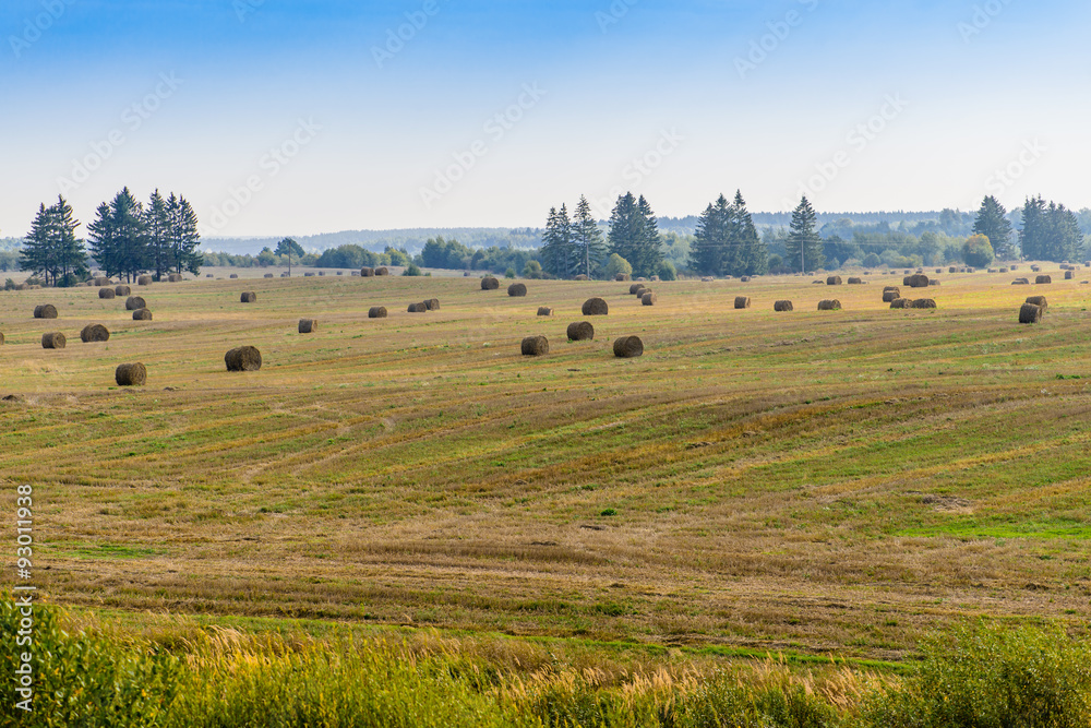 Field with straw bale on the field after harvest.