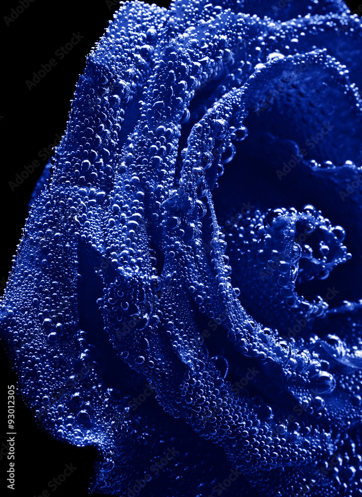beautiful underwater blue rose