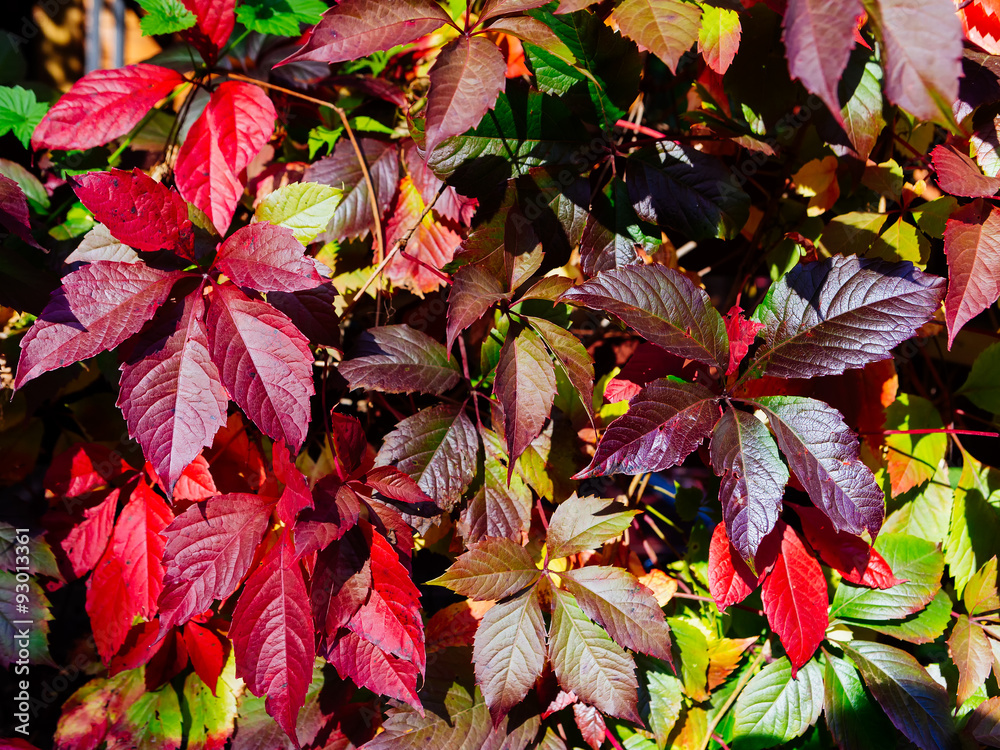 Pattern of autumn grape leaves Pattern of autumn grape leaves