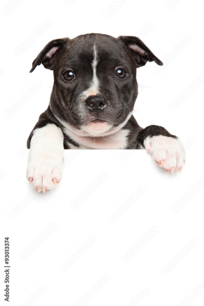 Staffordshire bull terrier puppy above banner Staffordshire bull terrier puppy above banner