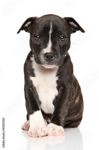 Staffordshire bull terrier puppy