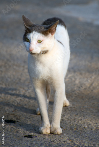 Portrait of dirty stray feral cat on the street.