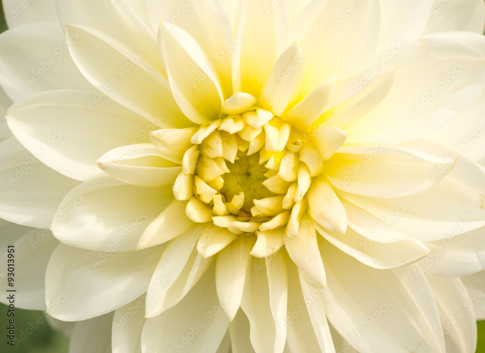 Close up of flower for background or texture