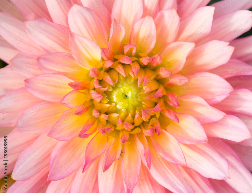 Obraz premium Close up of flower for background or texture