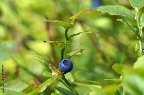 Blueberry, bilberry,huckleberry or whortleberry (vaccinium myrtillus). Branch with the fruit close up.