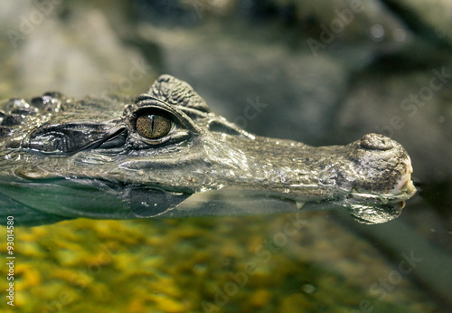 Close-up of Crocodile Eye