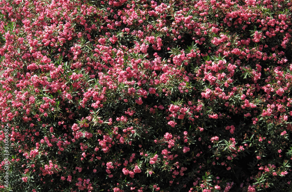 Flowery bush
