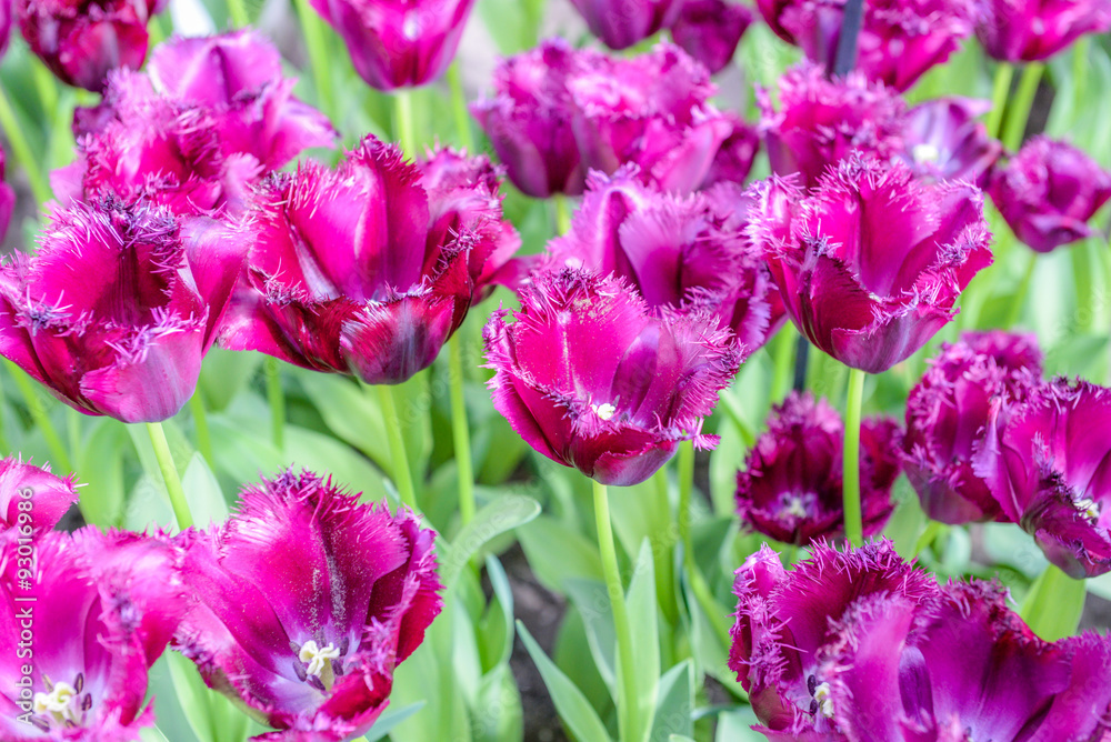 Obraz premium Amsterdam flowers