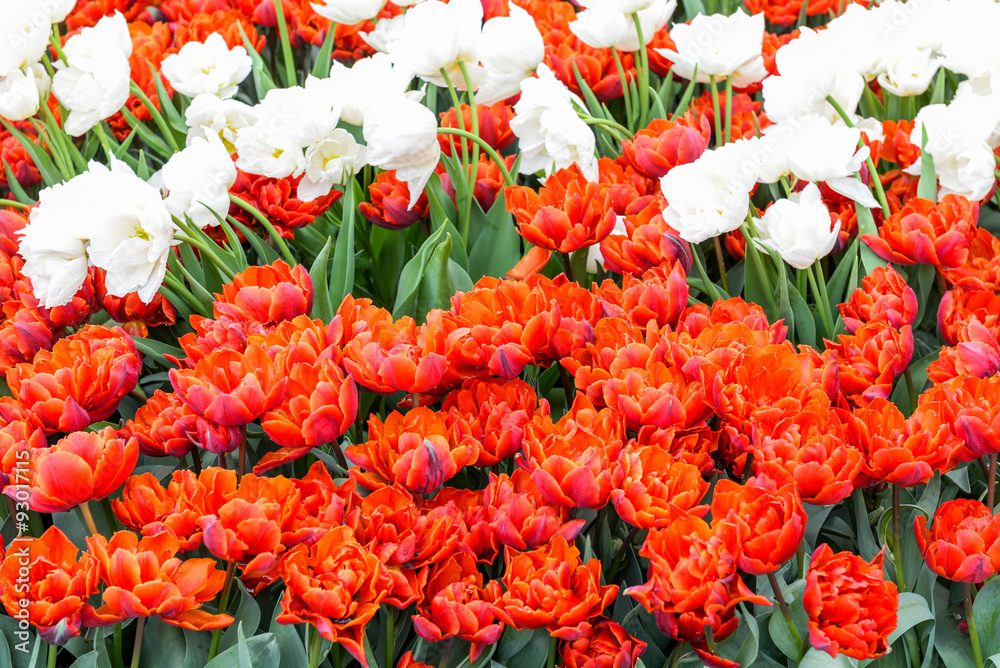 Amsterdam flowers