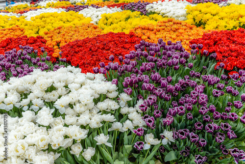 Amsterdam flowers