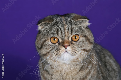 studio portrait of a cat on a purple blue background