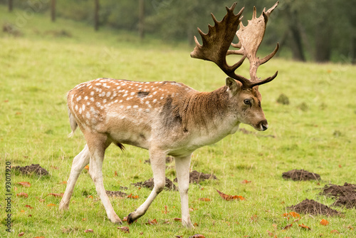 Stag