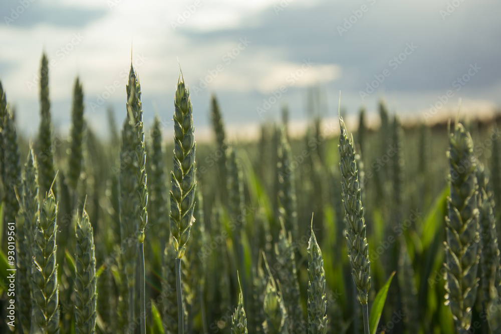 Obraz premium Green wheat field