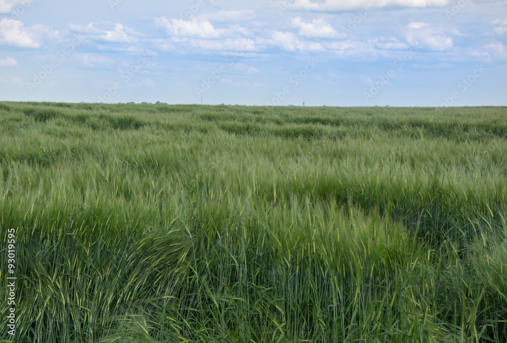 Green barley field