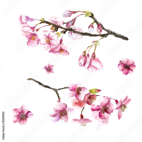 Hand Drawn Cherry Blossoms.