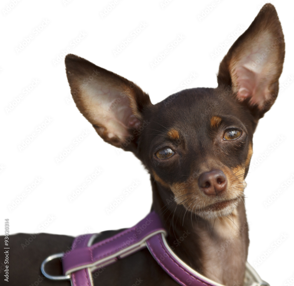 Russian Toy Terrier muzzle